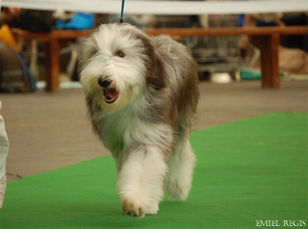 Klubová výstava 2008