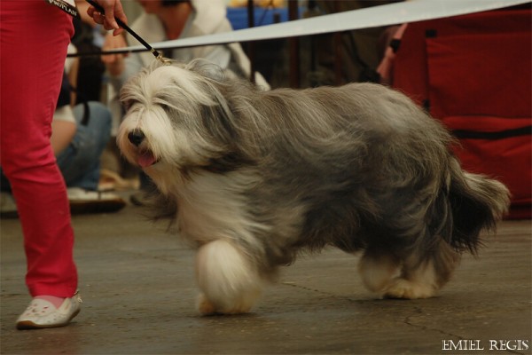 Klubová výstava 2008