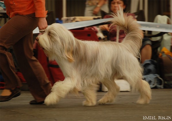 Klubová výstava 2008