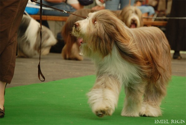 Klubová výstava 2008