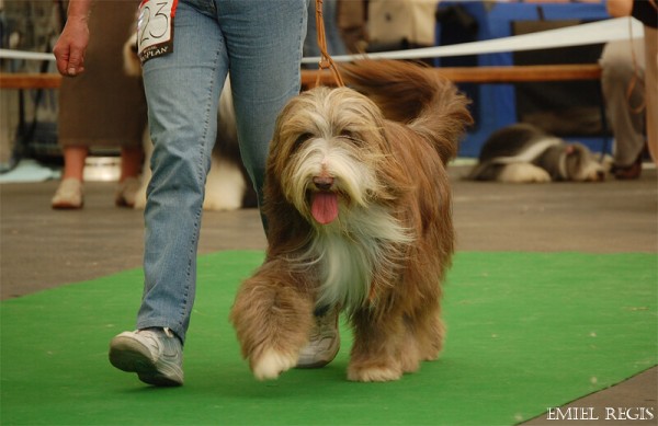 Klubová výstava 2008